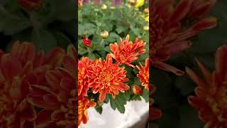 chrysanthemum flower orangelove [upl. by Reel]