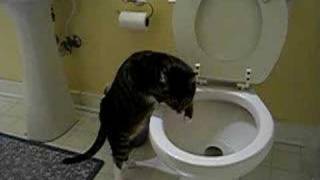 Cat flushing toilet [upl. by Yennep66]