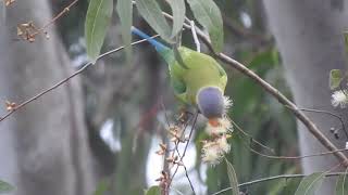 Original call of Plum headed Parakeet Pench Tiger Reserve [upl. by Maighdlin]