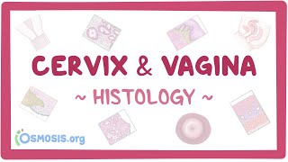 Cervix and vagina Histology [upl. by Intirb]