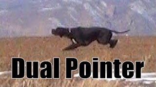 Keklik Avı Pointer Ferma Caccia Chasse Caza Hunting Videos [upl. by Cacie855]