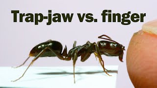 Does the snap of a trapjaw ant hurt [upl. by Ahtikal690]