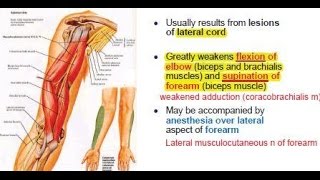 Musculocutaneous Nerve innervation C5  C7  Motor and somatic sensory [upl. by Aibun]