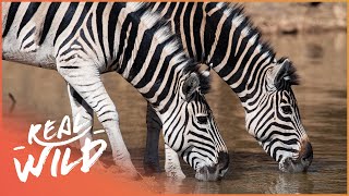 Why Are Zebras Striped  Wildlife Quest [upl. by Suirtemid]