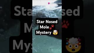 Fact Of The Star Nosed Mole🐾animals facts trivia [upl. by Aninahs]