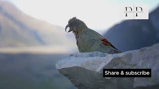 Kakapo kakapo viralvideo wildlife nature animals pathshalaplace parrot facts [upl. by Katt]