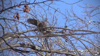 Squirrel Challenges a Coopers HawkNARRATED [upl. by Yrovi853]