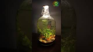 Bottle Aquarium For betta fish  Bottle Art  Non CO2 Planted [upl. by Bristow]