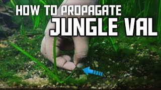 How to PROPAGATE Jungle Val plant in your aquarium  Vallisneria [upl. by Nallij]