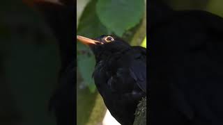 Blackbird singing 6 [upl. by Minor]