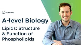 Lipids Structure and Function of Phospholipids  Alevel Biology  OCR AQA Edexcel [upl. by Quillan]