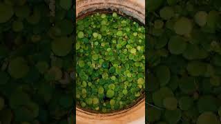 frog pit எப்படி வளர்பது 🍀💚💥frogpit liveplants aquaticplants [upl. by Recha]