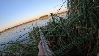 Early Teal Hunting  LIMIT IN 20 MINUTES [upl. by Edras]