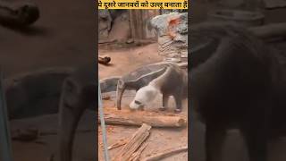 ये दूसरे जानवरों को उल्लू बनाता हैं  The Giant Anteater shorts ytshorts [upl. by Airdni]