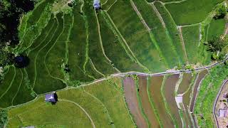 Rice Terrace Abang Karangasem  Bali  2024  4k HDR Drone Footage [upl. by Torrence875]