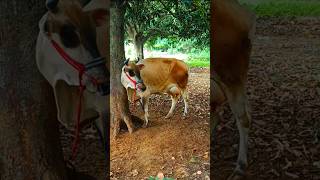 18 kg milk cow🍎🐮🍏cow milkyoutubeshorts bappaandnature [upl. by Arayt512]