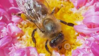 The Buzzing Life of a Honey Bees [upl. by Anirhtak129]