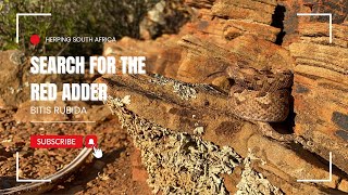 Herping for the Beautiful Red Adder Bitis rubida  Herping South Africa [upl. by Alleciram]