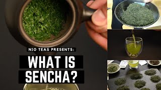 All About Sencha  What is Sencha How Sencha Tea is Made and Why You Should Drink it [upl. by Esiuol919]