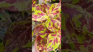 Colias plants gardening indoor plant nursery [upl. by Odlo]