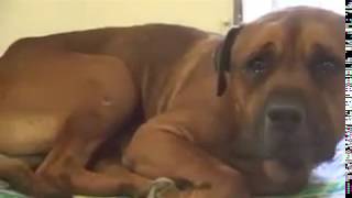 Dog cant stop crying after realizing hes been abandoned at the animal shelter [upl. by Ilowell]