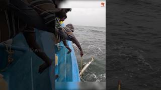 Catching Barracuda Fish Using Fishing Lure as Bait fishing fishingvideo oceanfishing [upl. by Schmitz]