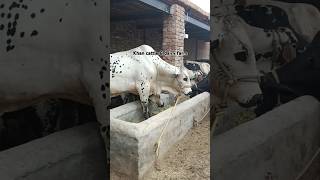 Khan cattle amp dairy farmdairyfarmfarmingbulleveryonecattlefatteningcattlefarmingfeed [upl. by Swann]