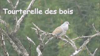 Tourterelle des bois roucoulement chant [upl. by Coltin54]