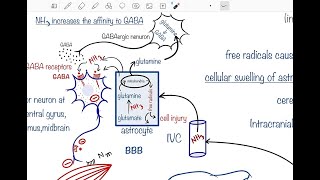 Pathophysiology of hepatic encephalopathy Hepatic flapping tremor [upl. by Nico]