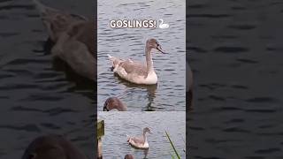 GOSLINGS AT WITCHELSTOWE PONDS 🦢🦢🦢 ABAdventuresYT [upl. by Ivanah]