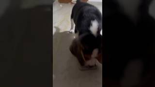 Brody didi ka iPhone Kha Raha Hai 😂😂🤗 shortvideo beaglepuppy beagle [upl. by Tayyebeb582]