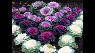 579  How to grow n care Ornamental Cabbage KaleCollards Hindi Urdu 291117 [upl. by Haneen196]