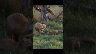 Red Fox kits greeting dad coming home wildlife fox nature wildlifephotography babyanimals [upl. by Petracca]