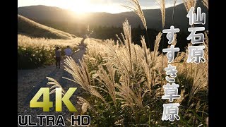 仙石原【4K】2019〖神奈川箱根〗すすき草原 Sengokuhara Pampas Grass Field 仙石原芒草季 [upl. by Artaed137]