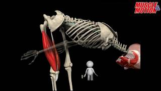 How to Squat Properly Anatomical Analysis [upl. by Eixel]