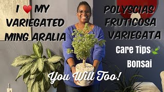 89 Houseplant Spotlight  🌳Variegated Ming Aralia Polyscias fruticosa Care and Bonsai Tips [upl. by Oratnek]