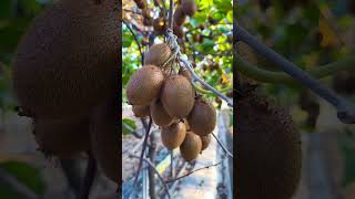 Kiwi fruits plant kiwi [upl. by Myrna]