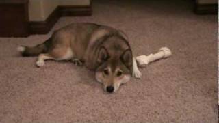 Shiba Inu Husky mix gets a treat [upl. by Oidacra877]