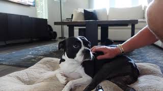 2 weeks post op  Double Luxating Patella on Boston Terrier [upl. by Lansing]