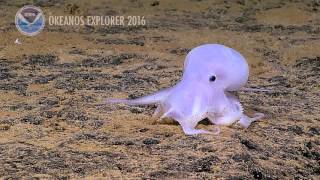 NOAA casper octopus [upl. by Libove451]