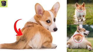 corgi with tail  Why do Corgis Have Their Tails Docked [upl. by Llehsyt]