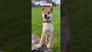 dog chill pets cute funny lovely satisfying japan philippines party viralvideo [upl. by Gosnell635]