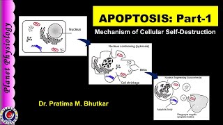 Apoptosis Part 1  Definition and Mechanism [upl. by Ahsiyt749]