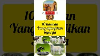 10 haiwan yang dijanjikan SYURGA [upl. by Anirtal740]