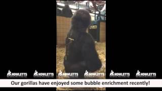 Gorillas playing with bubbles at Howletts Wild Animal Park [upl. by Glaser]