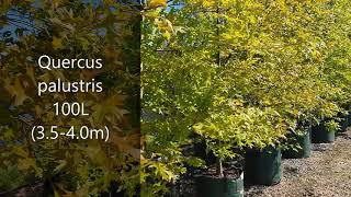 Stunning Quercus palustris 100L 3540m [upl. by Bayer]