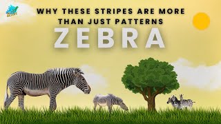 Zebra Secrets Why These Stripes Are More Than Just Patterns facts wildwildlife animals [upl. by Latihs]