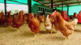 Proyecto Gallinas felices ecológicas y sanas  Bienestar avícola  Fundases [upl. by Ztnahc]