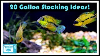 20 Gallon Fish Tank Stocking Ideas Something Different [upl. by Stoll494]