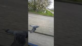 Vroege Vogels  Duif vliegt mee met auto [upl. by Edwyna]